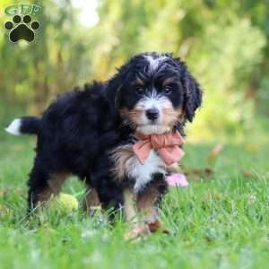 Lonnie, Mini Bernedoodle Puppy